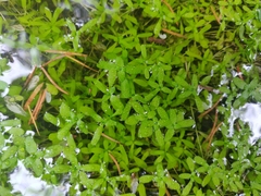 Floerkea proserpinacoides