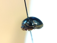 Coptosoma xanthogramma