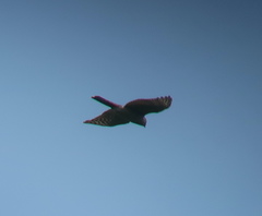 Accipiter gularis