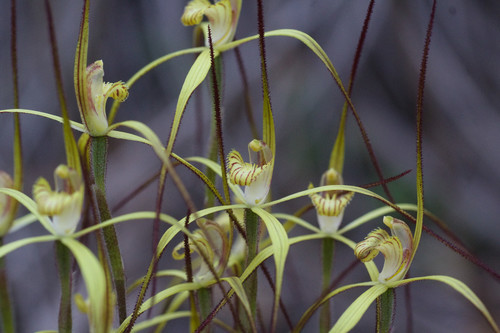 Caladenia xantha Hopper & A.P.Br.