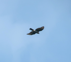 Accipiter gularis