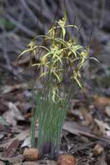 Caladenia xantha