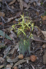 Caladenia xantha