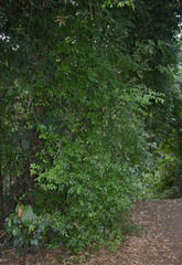 Ventilago ecorollata