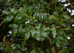 Ventilago ecorollata