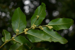 Ventilago ecorollata