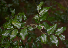 Ventilago ecorollata