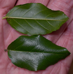 Ventilago ecorollata