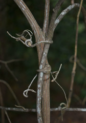 Ventilago ecorollata