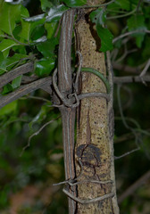 Ventilago ecorollata