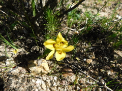 Moraea tricolor