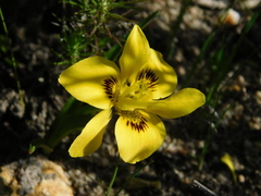 Moraea tricolor