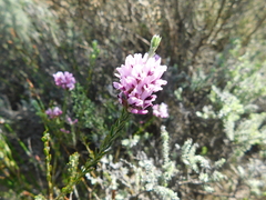 Amphithalea ericifolia