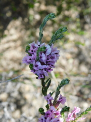 Amphithalea ericifolia