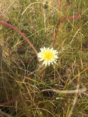 Taraxacum leucanthum
