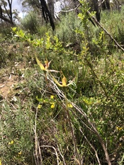 Caladenia leptochila