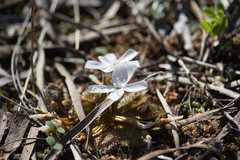 Drosera bulbosa