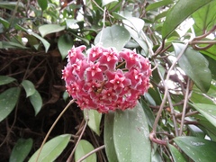 Hoya