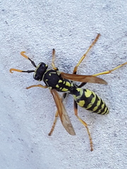 Polistes dominula