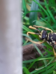 Polistes dominula