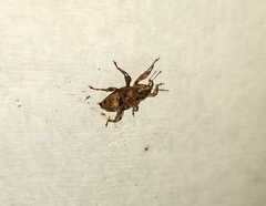 Mechistocerus