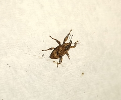 Mechistocerus