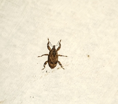 Mechistocerus