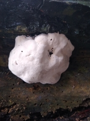 Reticularia lycoperdon