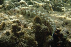 Parapercis millepunctata