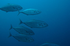 Craterognathus plagiotaenia
