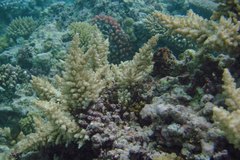 Acropora longicyathus