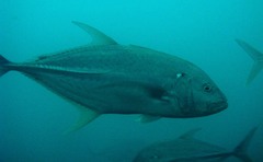 Caranx papuensis