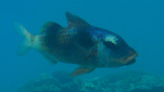 Parupeneus crassilabris