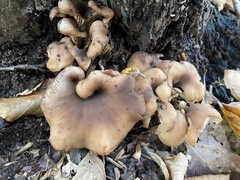 Lentinellus cochleatus