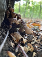 Lentinellus cochleatus