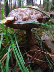 Leccinum variicolor