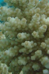 Acropora longicyathus