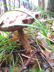 Leccinum variicolor