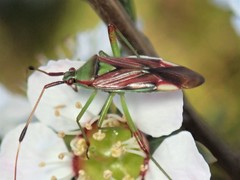 Pseudopantilius australis
