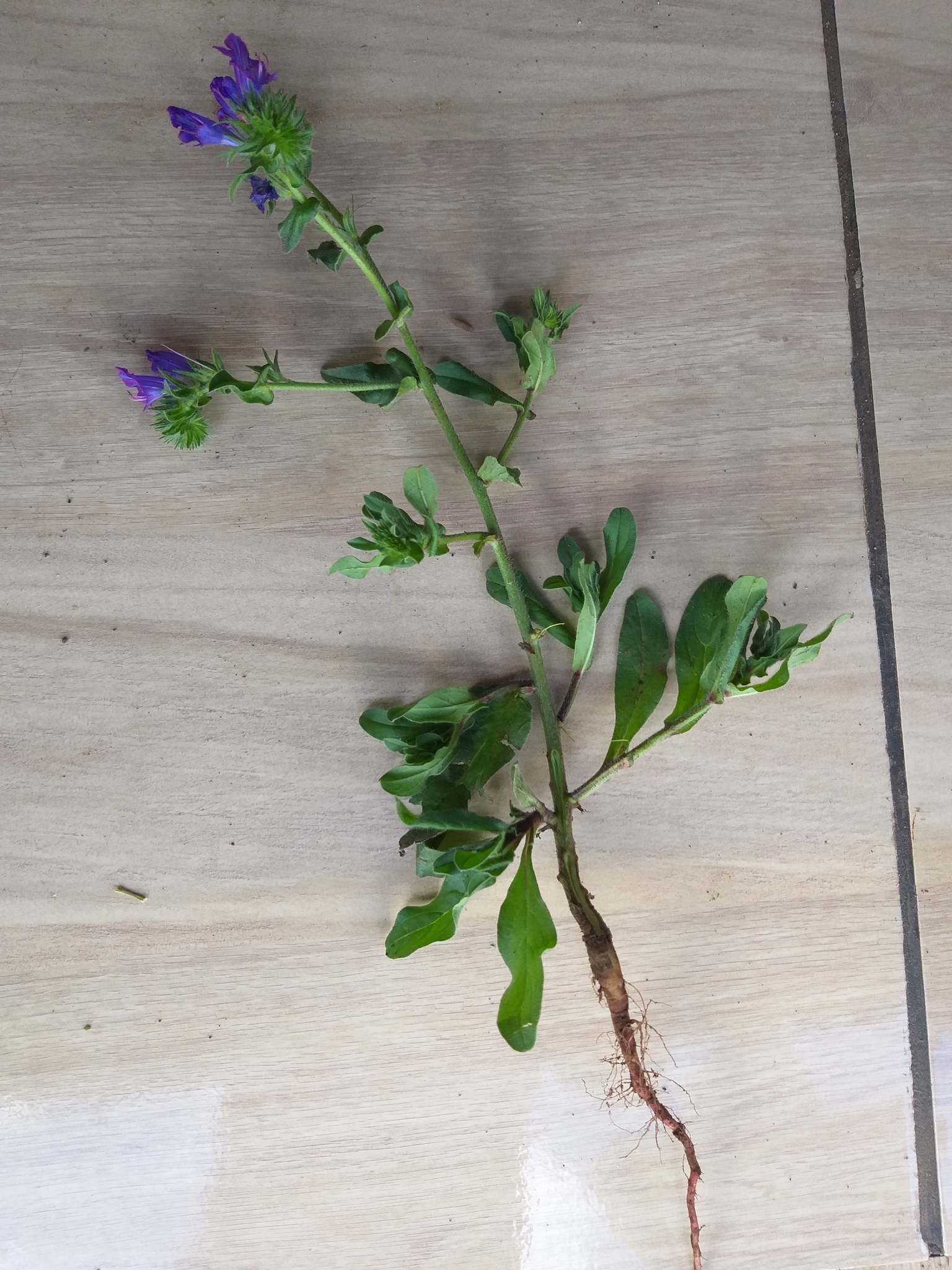 Echium plantagineum