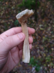 Leccinum variicolor
