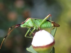 Pseudopantilius australis