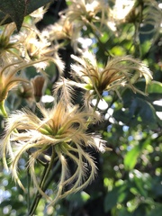 Clematis meyeniana