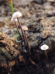 Poronia pileiformis