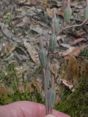 Calochilus campestris