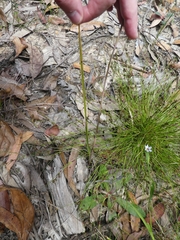 Calochilus campestris