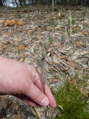Calochilus campestris