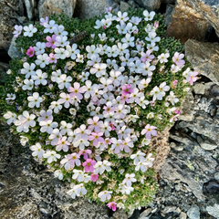 Androsace saussurei