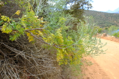 Anginon paniculatum