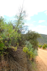 Anginon paniculatum
